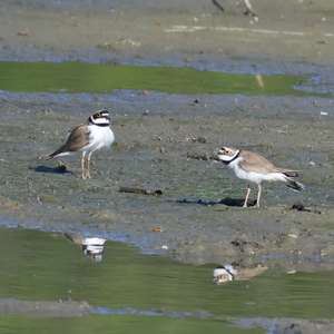 Little Ringed Plover