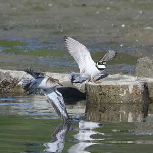 Little Ringed Plover