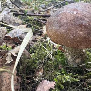 Gemeiner Birkenpilz