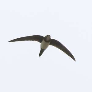 Alpine Swift