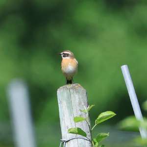 Whinchat