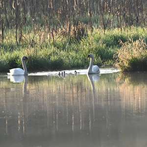 Mute Swan