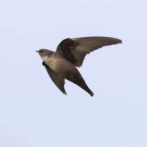 Eurasian Crag-martin