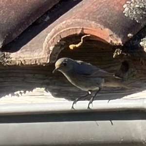 Black Redstart