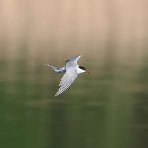 Common Tern