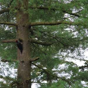 Black woodpecker