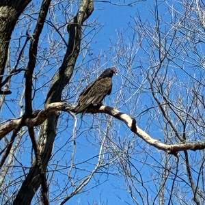 Turkey Vulture