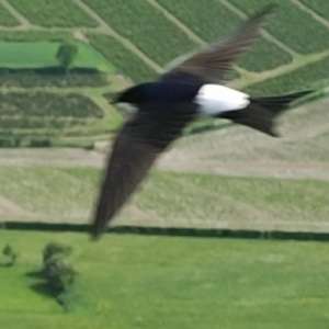 Northern House-martin