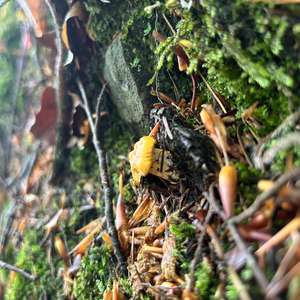 Chanterelle, Common
