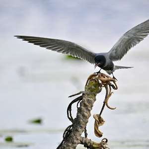 Black Tern