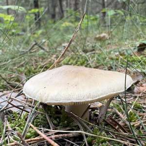 Narzissengelber Wulstling