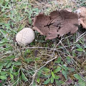 Mosaic Puffball