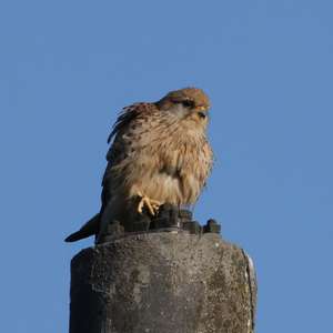 Common Kestrel