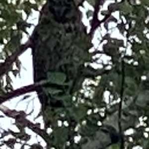 Long-eared Owl