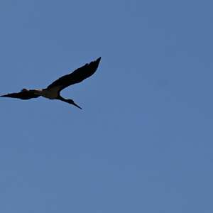 Black Stork