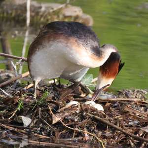 Great Crested Grebe