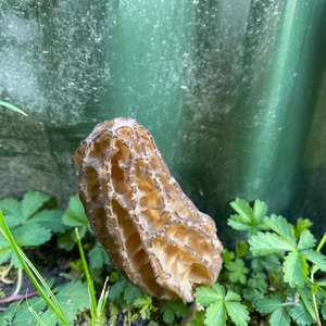 Black Morel