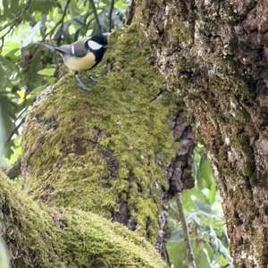 Great Tit