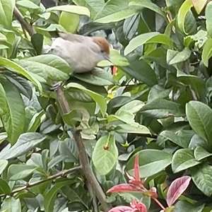 Blackcap