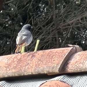 Black Redstart