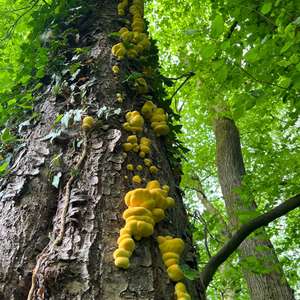 Chicken Mushroom