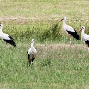 White Stork