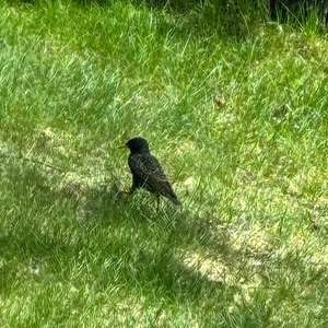 Common Starling