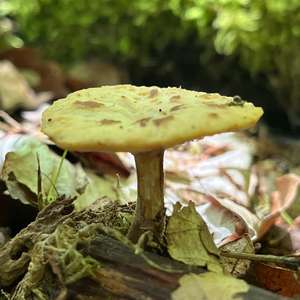 Elegant Polypore