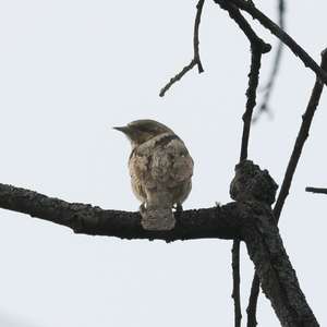 Eurasian Wryneck