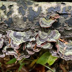 Unknown Species