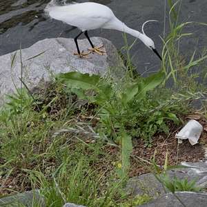 Little Egret