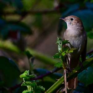 Common Nightingale