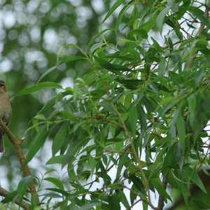 Eurasian Chaffinch