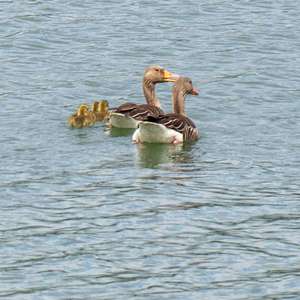 Greylag Goose