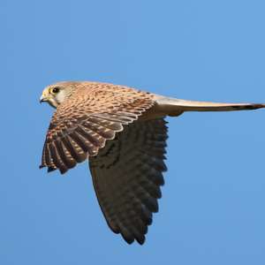 Common Kestrel