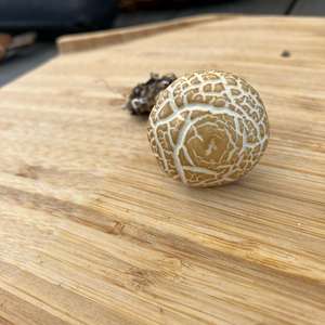 Spring Agrocybe