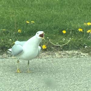Ring-billed Gull