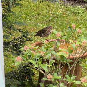 Song Thrush