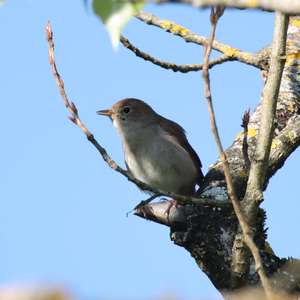 Common Nightingale
