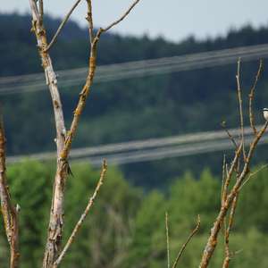 Red-backed Shrike