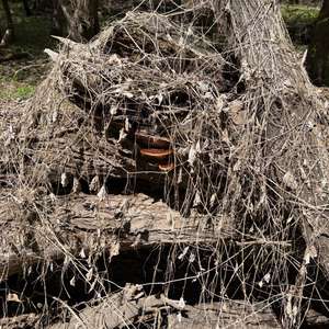 Dryad`s Saddle