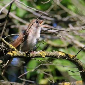 Common Nightingale