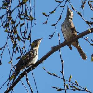 Eurasian Wryneck