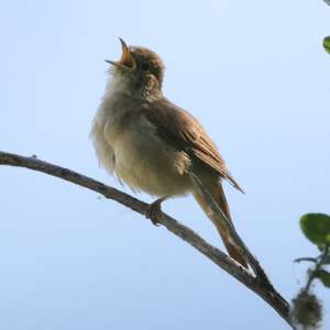 Common Nightingale