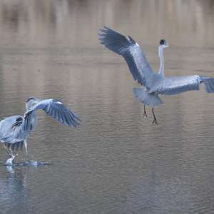 Grey Heron
