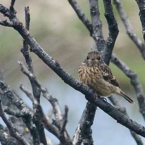 European stonechat