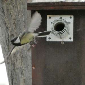 Great Tit