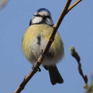 Blaumeise