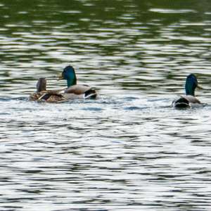 Stockente