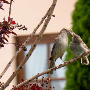 Eurasian Tree Sparrow